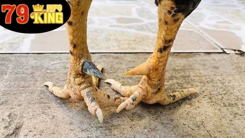 Cách Cắt Cựa Gà - Nghệ Thuật Và Kỹ Thuật Tăng Cường Gà Chiến 2 Tại sao cần hiểu rõ về cách cắt cựa gà?