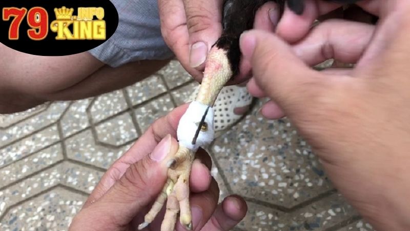 Cách Cắt Cựa Gà - Nghệ Thuật Và Kỹ Thuật Tăng Cường Gà Chiến 3 Các bước cơ bản ở trong cách cắt cựa gà