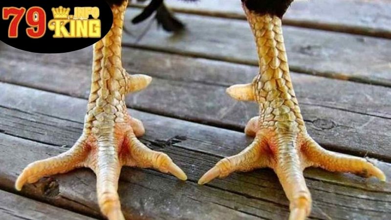 Cách Cắt Cựa Gà - Nghệ Thuật Và Kỹ Thuật Tăng Cường Gà Chiến 4 Những lưu ý quan trọng cần biết trong cách cắt cựa gà