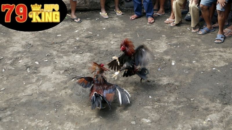 Đá Gà 1 Cựa Là Gì?