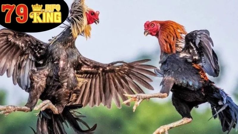 Đặc Điểm Nổi Bật