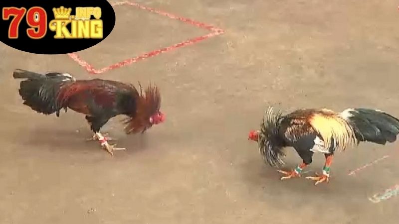 Các Chiến Lược Huấn Luyện