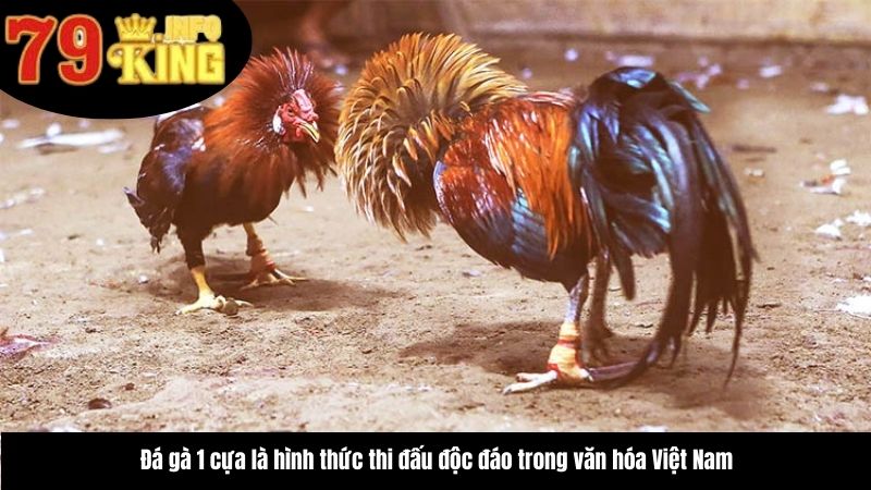 da-ga-1-cua