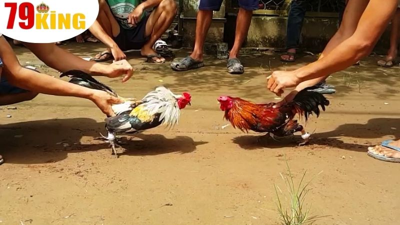 Các loại hình cược được áp dụng ở trong Đá Gà 79King