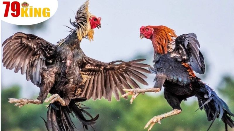 Quy trình để tham gia vào cá cược ở tại Đá Gà 79King