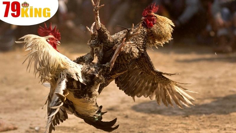 Những ưu điểm khi tham gia sân chơi trực tuyến Đá Gà 79King