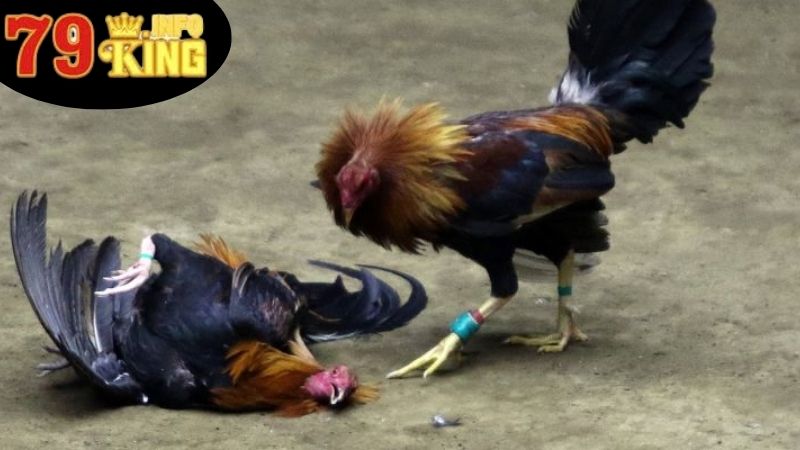 Đá Gà Asil Cựa Sắt - Nghệ Thuật Ở Trong Thế Giới Gà Chọi 2 Giới Thiệu Sơ Lược Về Đá Gà Asil Cựa Sắt