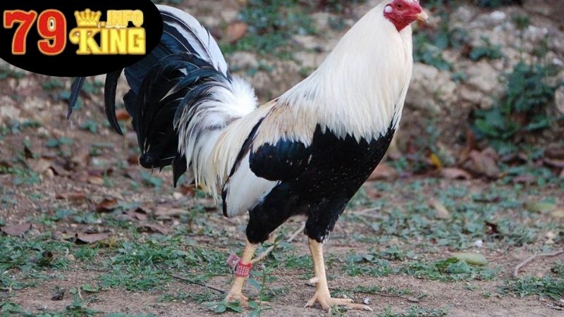 Đá Gà Asil Cựa Sắt - Nghệ Thuật Ở Trong Thế Giới Gà Chọi 4 Tính Đa Dạng Trong Đấu Trường