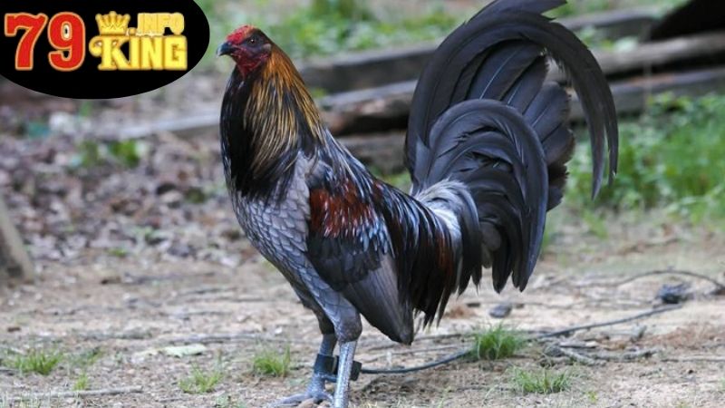 Đá Gà Cuban Rặc - Khám Phá Sự Hấp Dẫn Của Văn Hóa Chọi Gà 3 Kỹ Thuật Nuôi Và Chăm Sóc Đá Gà Cuban Rặc