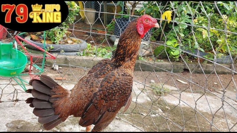 Đá Gà Cuban Rặc - Khám Phá Sự Hấp Dẫn Của Văn Hóa Chọi Gà 2 Những Đặc Điểm Nổi Bật Của Đá Gà Cuban Rặc