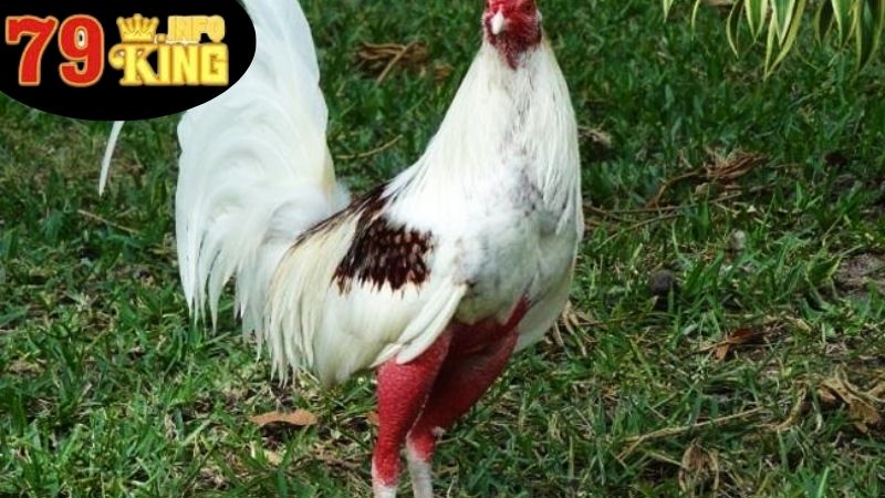 Đá Gà Cuban Rặc - Khám Phá Sự Hấp Dẫn Của Văn Hóa Chọi Gà 4 Kinh Nghiệm Và Lưu Ý Khi Mua Gà Cuban Rặc