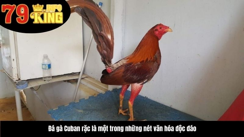 da-ga-cuban-rac