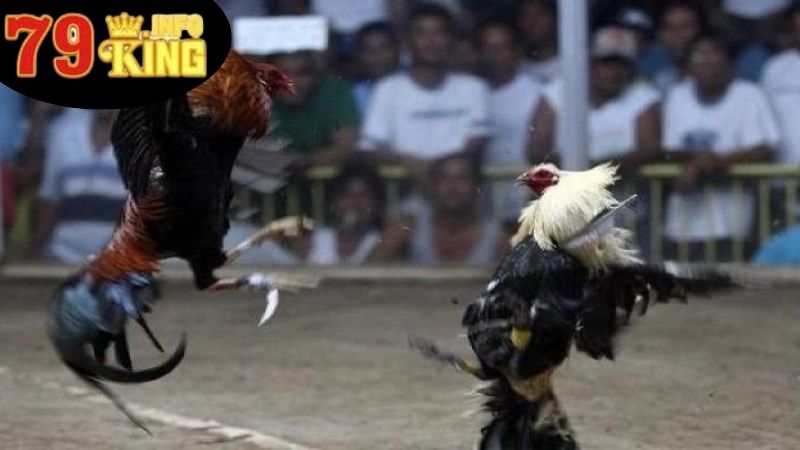 Gà Cọp Thomo - Biểu Tượng Độc Đáo Trong Đá Gà Campuchia 2 Gà Cọp Thomo Là Gì?