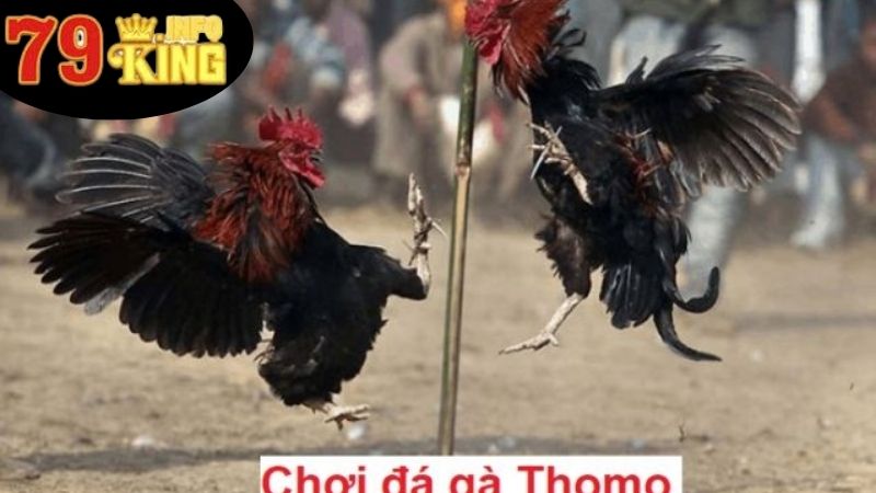 Gà Cọp Thomo - Biểu Tượng Độc Đáo Trong Đá Gà Campuchia 3 Tại Sao Gà Cọp Thomo Lại Quan Trọng?