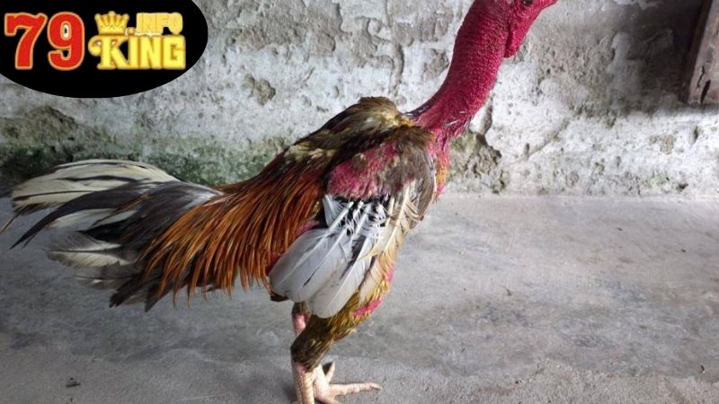 Những Vảy Gà Linh - Khám Phá Thế Giới Sắc Màu Của Chiến Kê 2 Khái Niệm Về Những Vảy Gà Linh