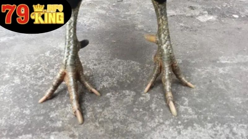 Những Vảy Gà Linh - Khám Phá Thế Giới Sắc Màu Của Chiến Kê 3 Phân Loại và Đặc Điểm Của Các Loại Vảy Gà Linh