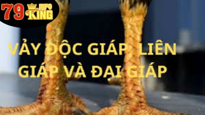 Những Vảy Gà Linh - Khám Phá Thế Giới Sắc Màu Của Chiến Kê 4 Tầm Quan Trọng Của Những Vảy Gà Linh Ở Trong Văn Hóa